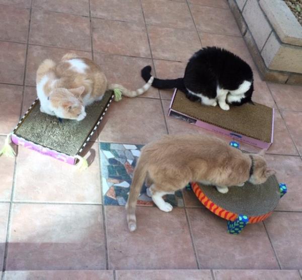 /Images/uploads/Friends of Seal Beach Animal Care Center/2022sbacc/entries/21718thumb.jpg